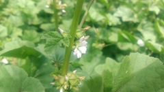Malva verticillata crispa