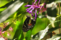 Elzunia humboldt