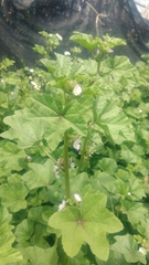 Malva verticillata crispa