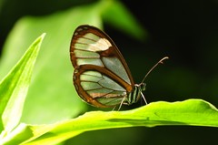 Pteronymia medellina