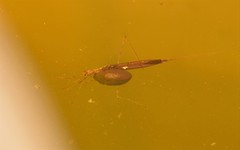 Ranatra quadridentata