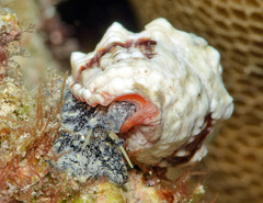 Orphanopusia patriarchalis