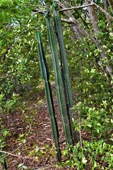 Cereus jamacaru