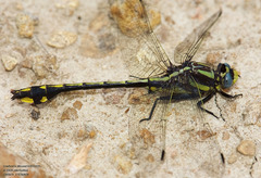 Gomphurus ozarkensis