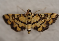 Glycythyma chrysorycta