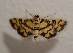 Glycythyma chrysorycta