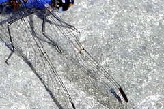 Trithemis dorsalis