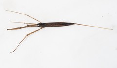 Ranatra quadridentata