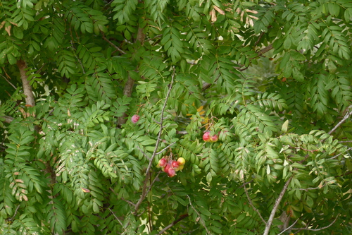 Cormus domestica