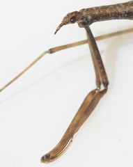 Ranatra quadridentata