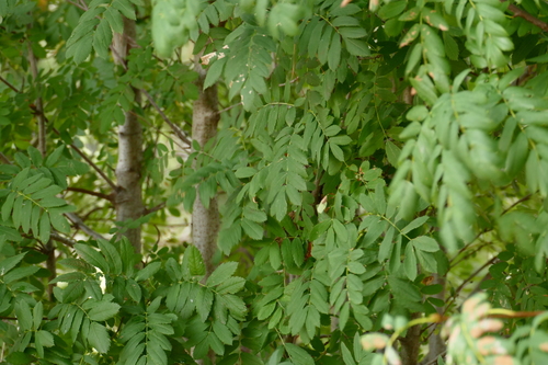 Cormus domestica