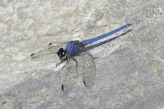 Trithemis dorsalis
