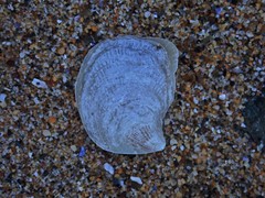 Isognomon perna