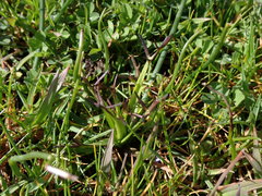 Triphysaria versicolor versicolor