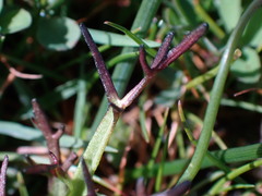 Triphysaria versicolor versicolor