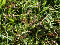 Triphysaria versicolor versicolor