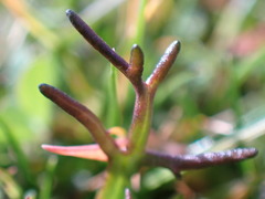 Triphysaria versicolor versicolor