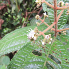 Miconia ibaguensis