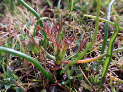 Triphysaria versicolor versicolor