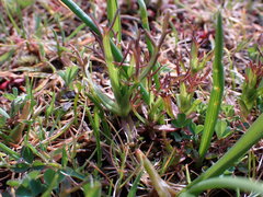 Triphysaria versicolor versicolor