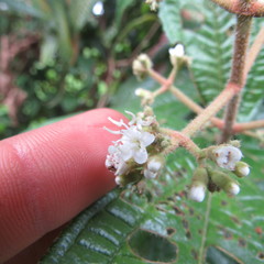 Miconia ibaguensis