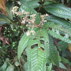 Miconia ibaguensis