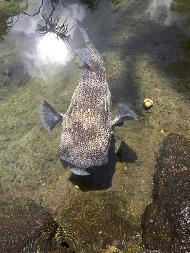Diodon hystrix