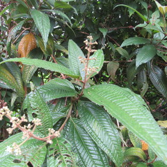 Miconia ibaguensis