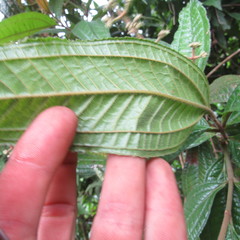 Miconia ibaguensis