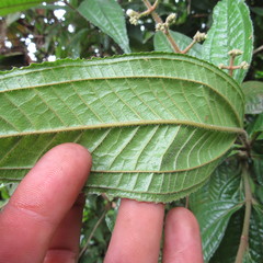 Miconia ibaguensis