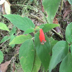 Kohleria stuebeliana