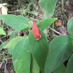 Kohleria stuebeliana
