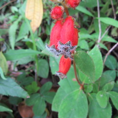 Kohleria stuebeliana