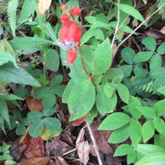 Kohleria stuebeliana
