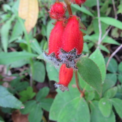 Kohleria stuebeliana