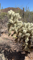 Cylindropuntia bigelovii