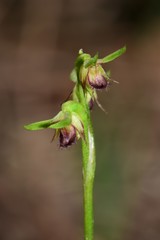 Genoplesium ciliatum