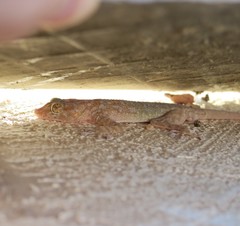 Ptyodactylus hasselquistii