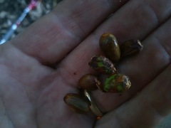 Dysoxylum spectabile