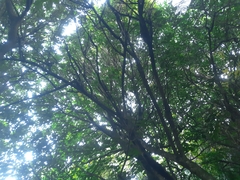 Dysoxylum spectabile