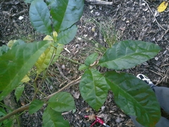 Dysoxylum spectabile