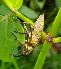 Lixus scrobicollis