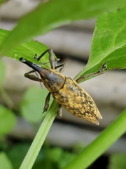 Lixus scrobicollis