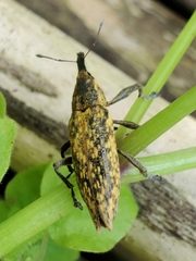 Lixus scrobicollis