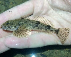 Cottus kanawhae