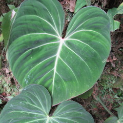 Philodendron gloriosum