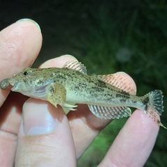 Cottus kanawhae