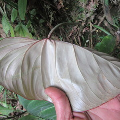 Philodendron gloriosum