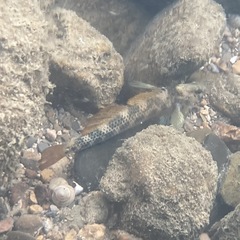 Etheostoma podostemone