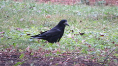 Corvus frugilegus